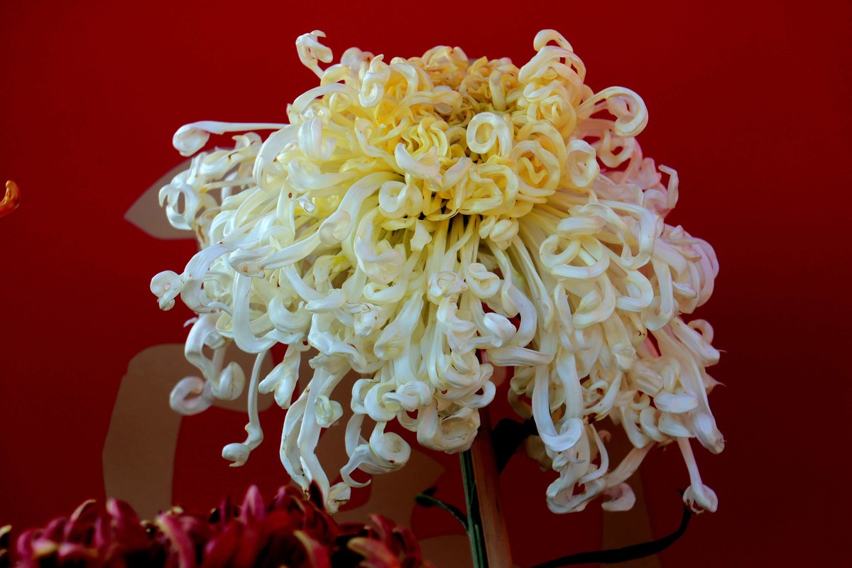 24-271 开封菊展-6