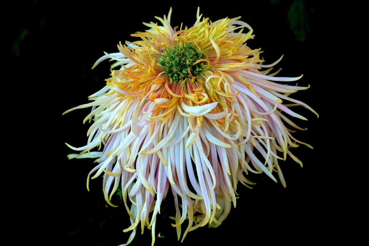 24-271 开封菊展-6