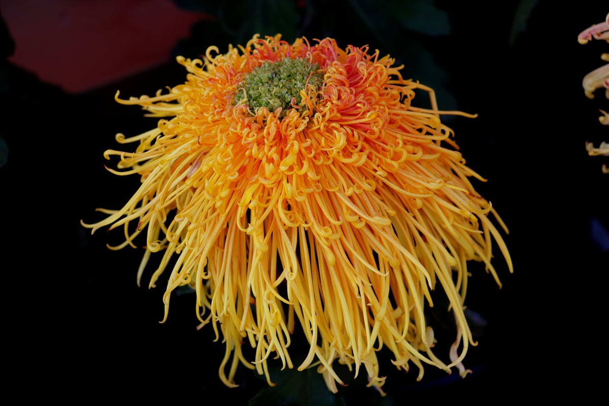 24-271 开封菊展-6