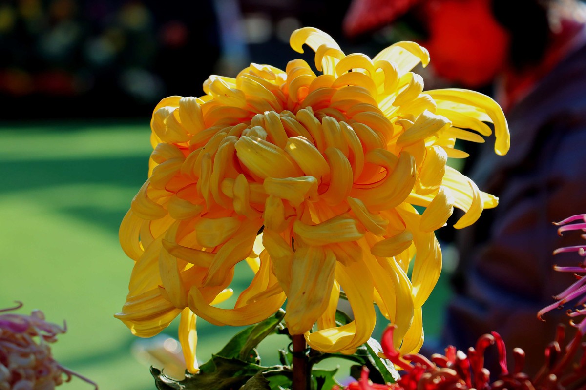 24-271 开封菊展-6