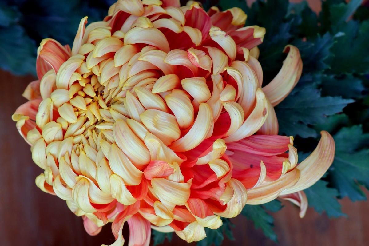 24-271 开封菊展-6