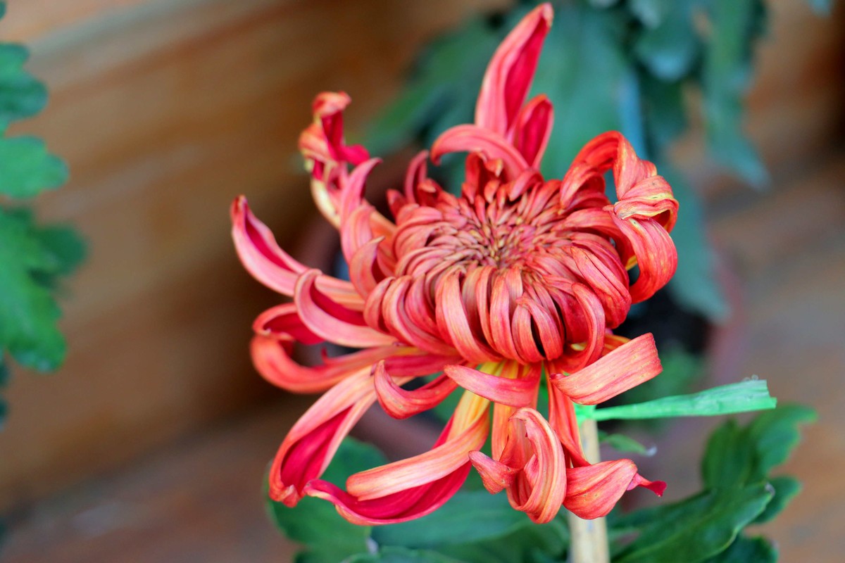 24-271 开封菊展-6