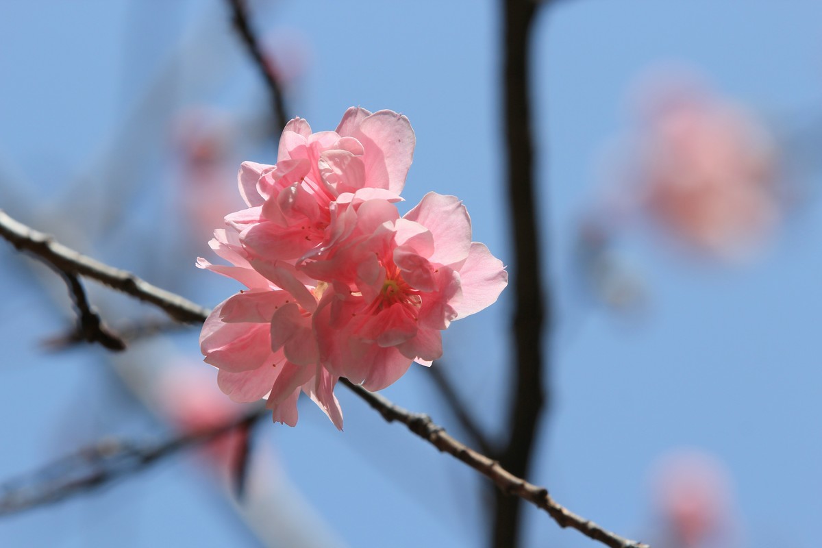 拍摄花卉一（508）