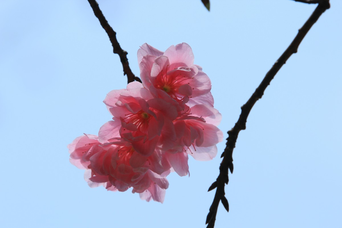 拍摄花卉一（508）