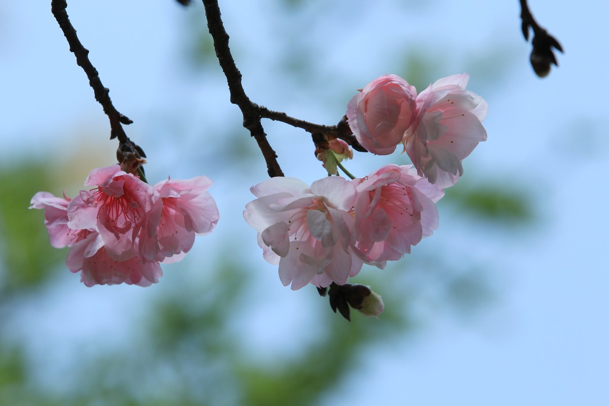 拍摄花卉一（508）