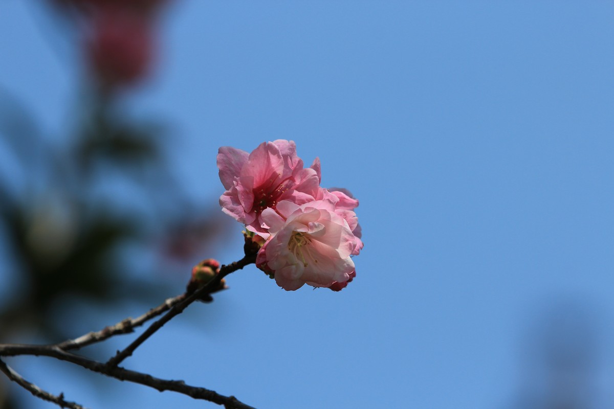 拍摄花卉一（508）