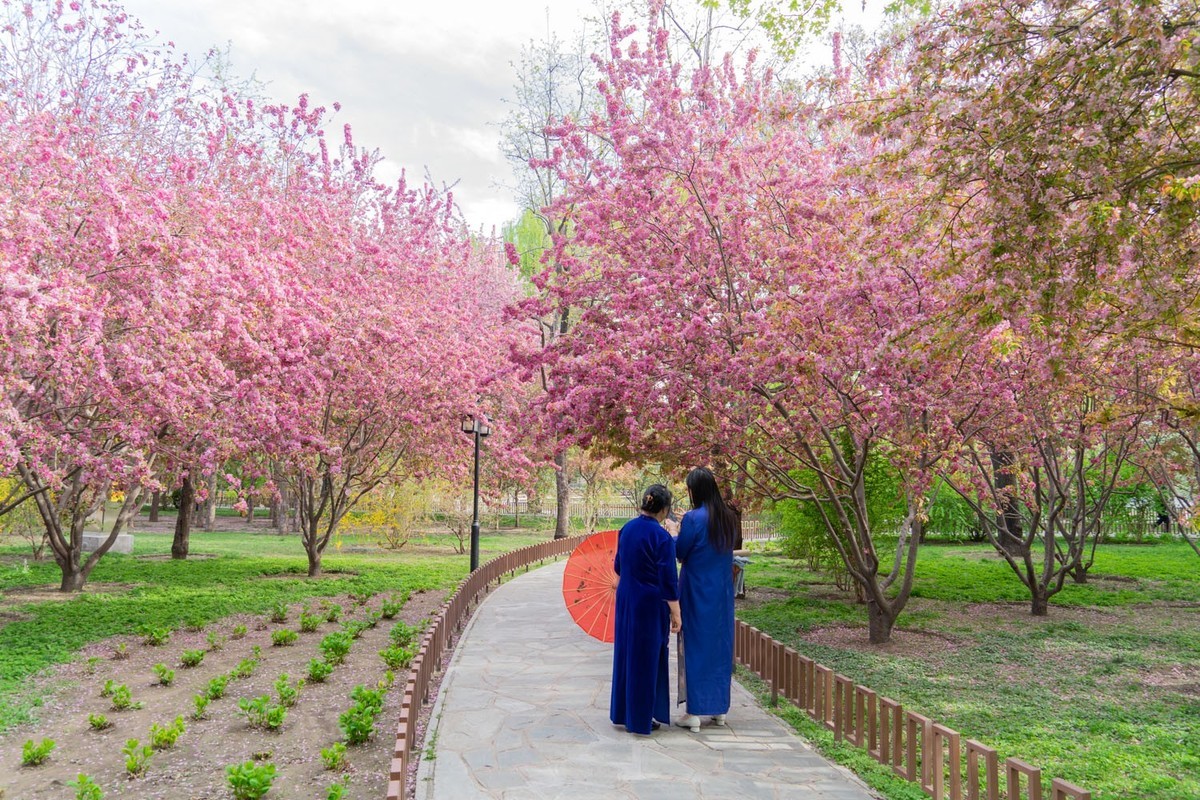 赏花陶然亭（8）