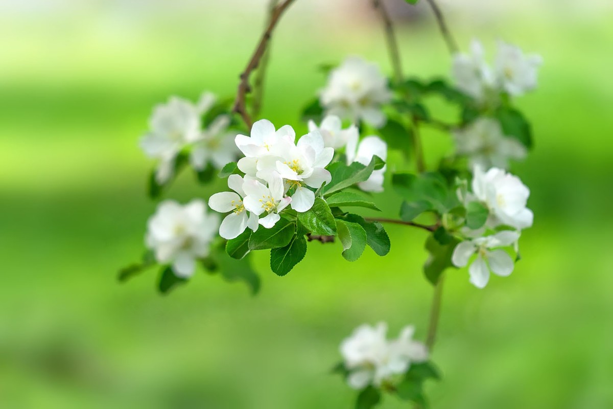 赏花陶然亭（8）