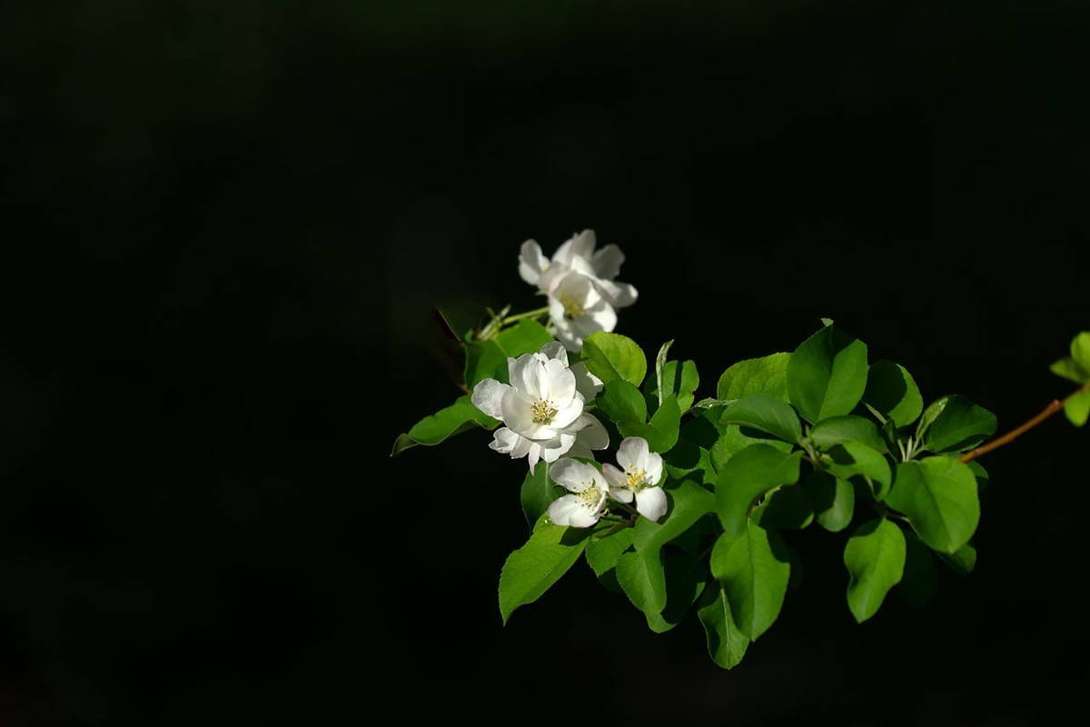 赏花陶然亭（8）