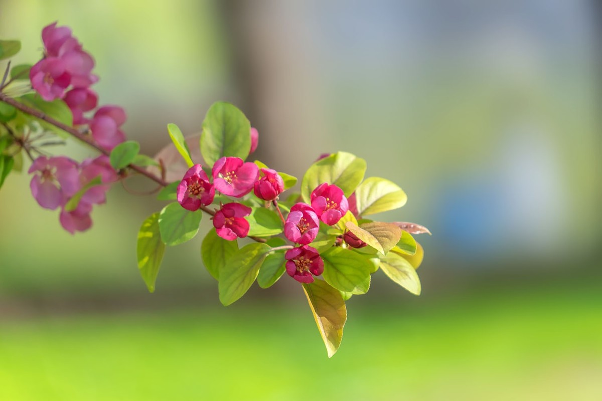 赏花陶然亭（8）