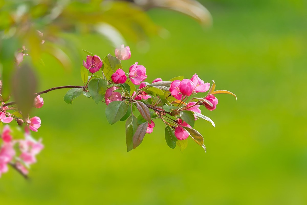 赏花陶然亭（8）