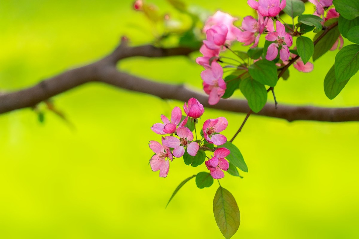 赏花陶然亭（8）