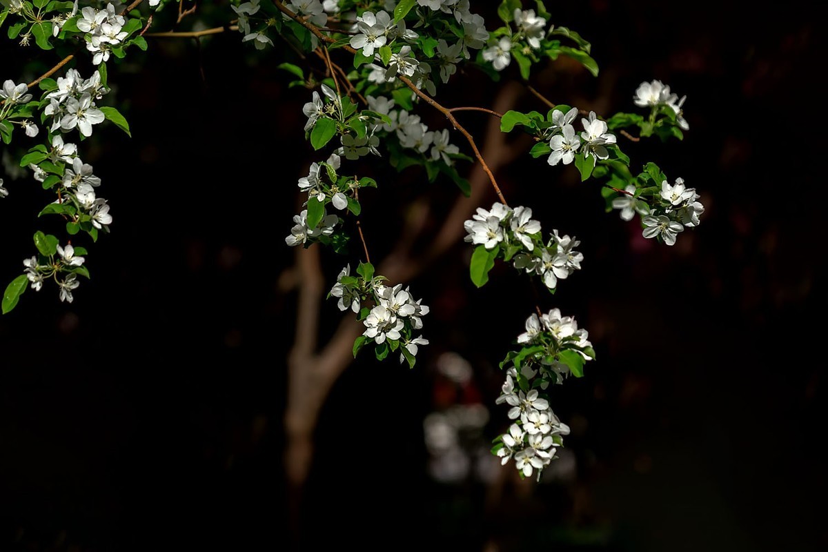 赏花陶然亭（8）