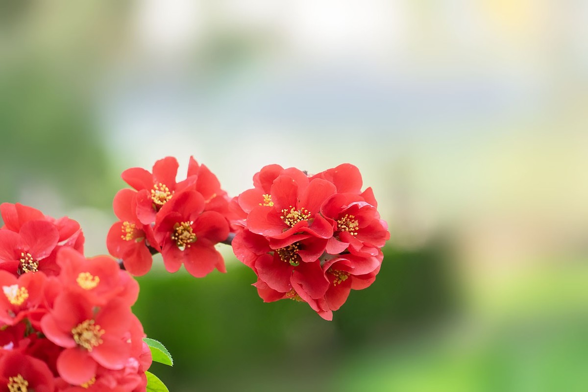 赏花陶然亭（8）