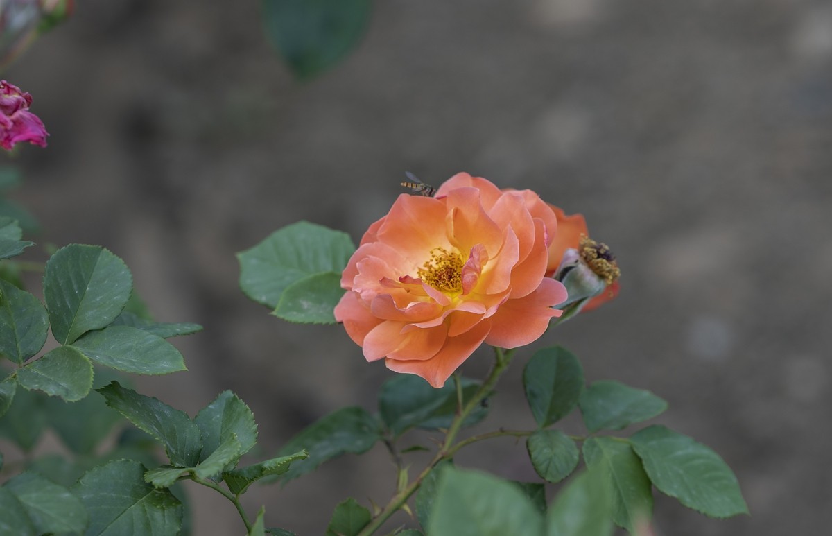 乙巳蛇年月季花【2】