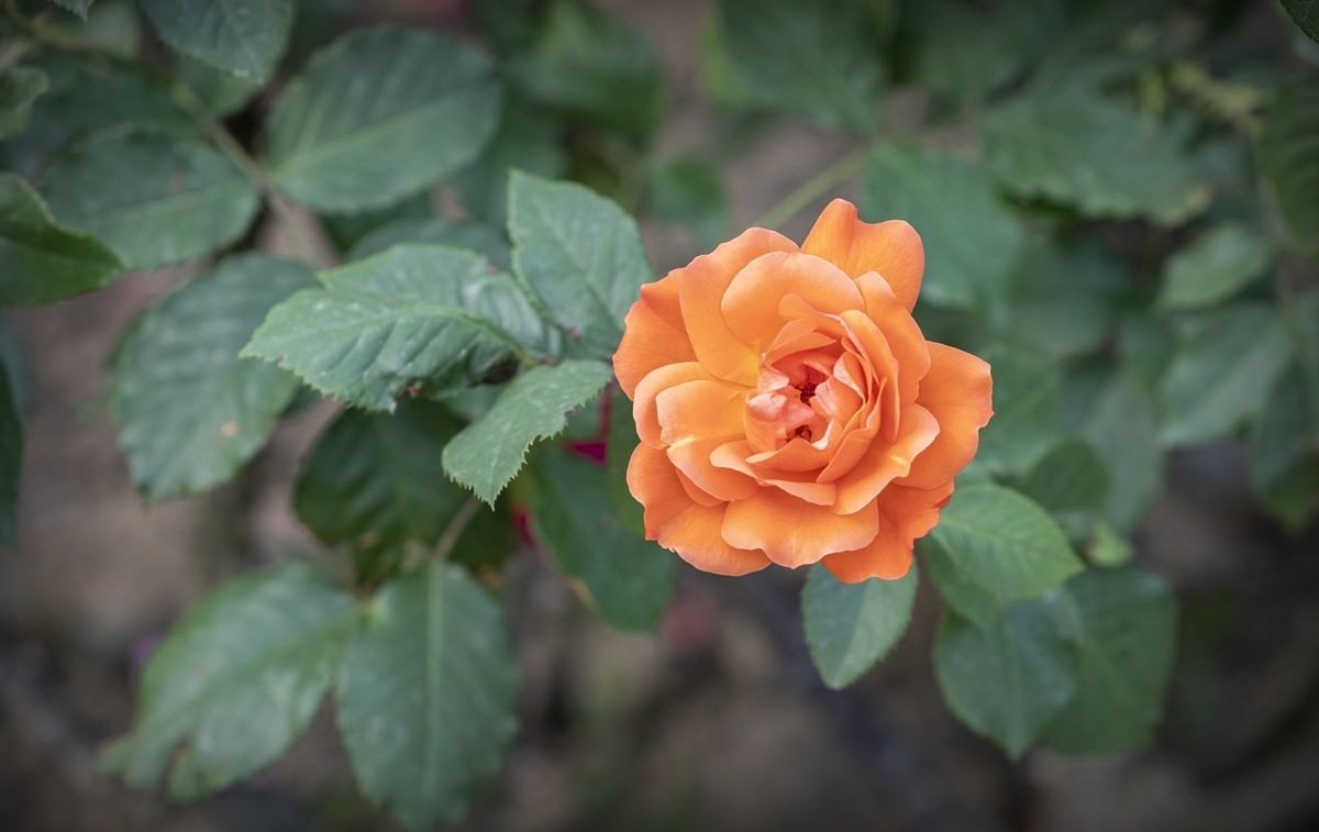 乙巳蛇年月季花【2】