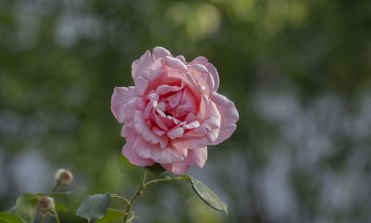 乙巳蛇年月季花【2】