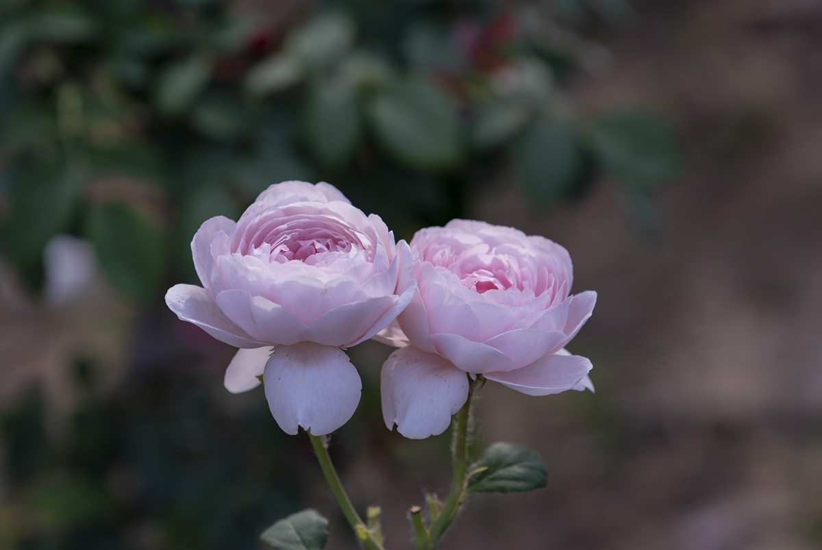 乙巳蛇年月季花【2】