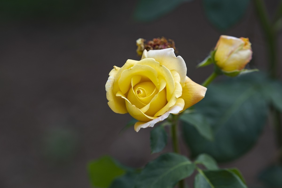 乙巳蛇年月季花【2】