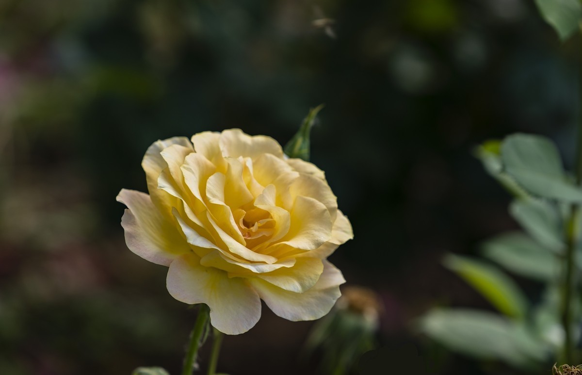 乙巳蛇年月季花【2】