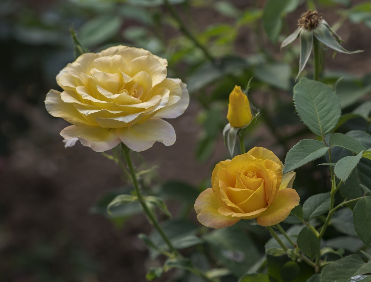 乙巳蛇年月季花【2】