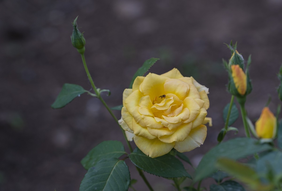 乙巳蛇年月季花【2】