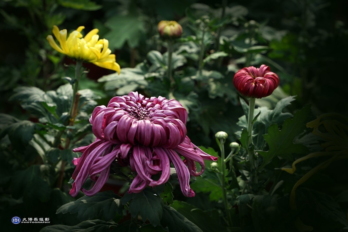 #版主坐堂#小五星空(中国)2022年1月精品荟萃