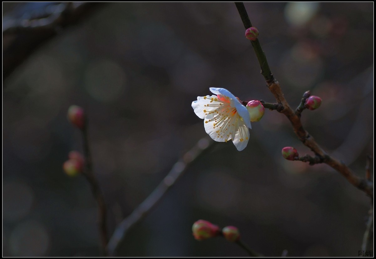 #版主坐堂#小五星空(中国)2022年1月精品荟萃