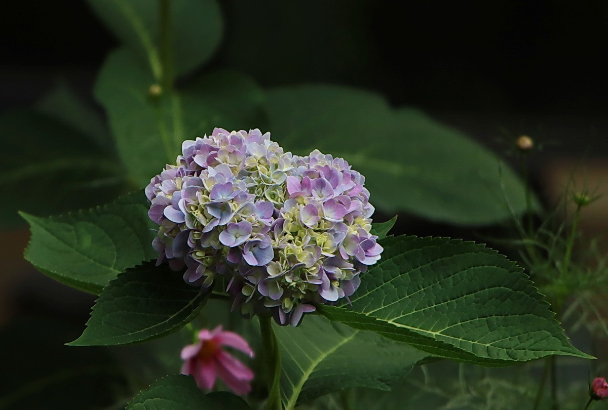 #版主坐堂#小五星空(中国)2022年1月精品荟萃