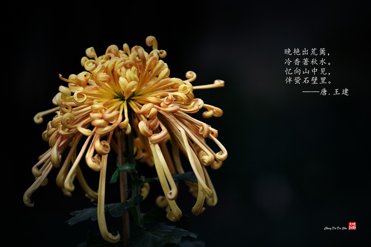 #版主坐堂#小五星空(中国)2022年11月精品荟萃