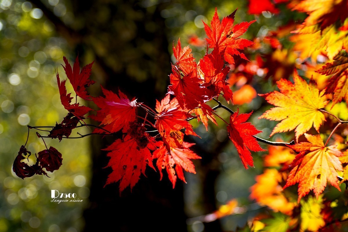 #版主坐堂#小五星空(中国)2022年11月精品荟萃