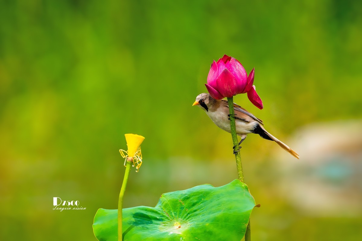 #版主坐堂#小五星空(中国)2022年11月精品荟萃