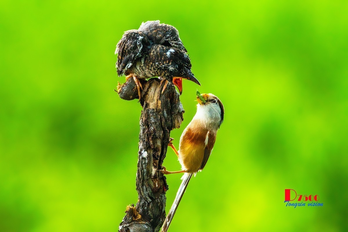#版主坐堂#小五星空(中国)2022年11月精品荟萃