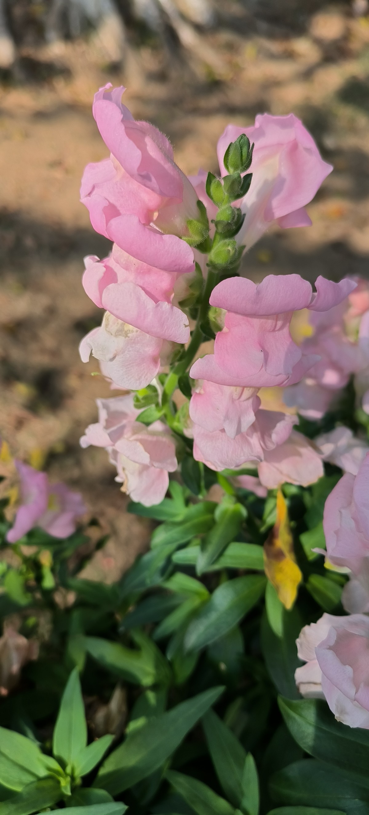 春天来了-公园花花草草随拍