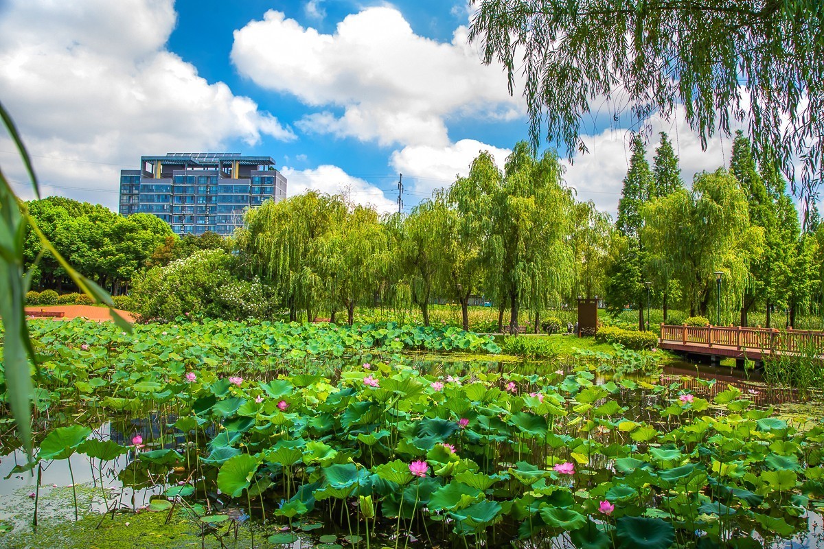 2023-07-30仪征大蒲塘公园（三）