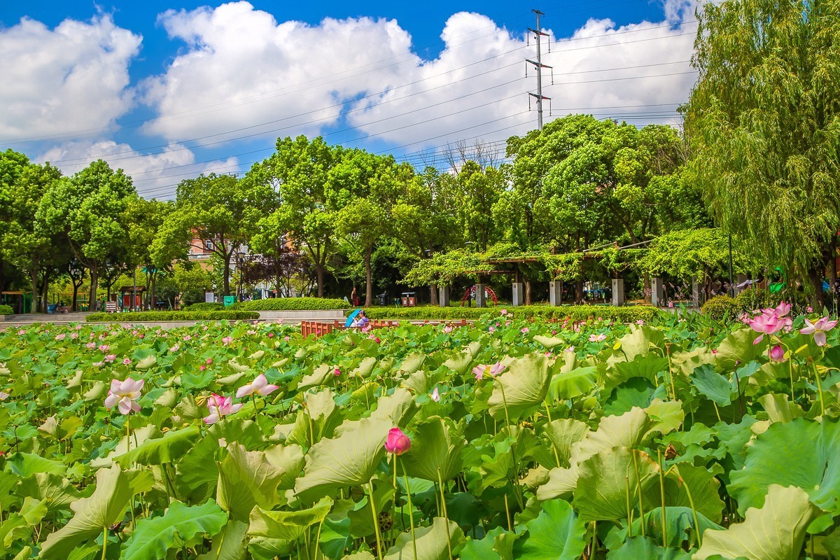 2023-07-30仪征大蒲塘公园（三）