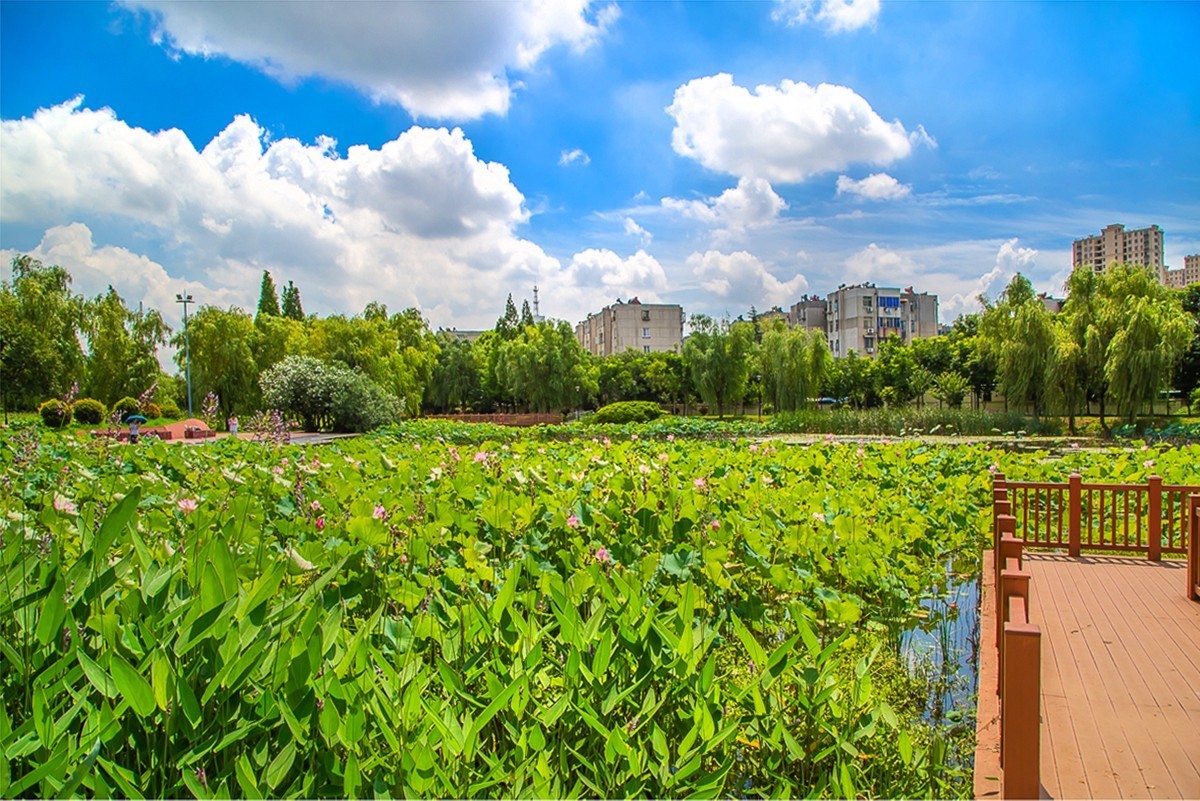 2023-07-30仪征大蒲塘公园（三）