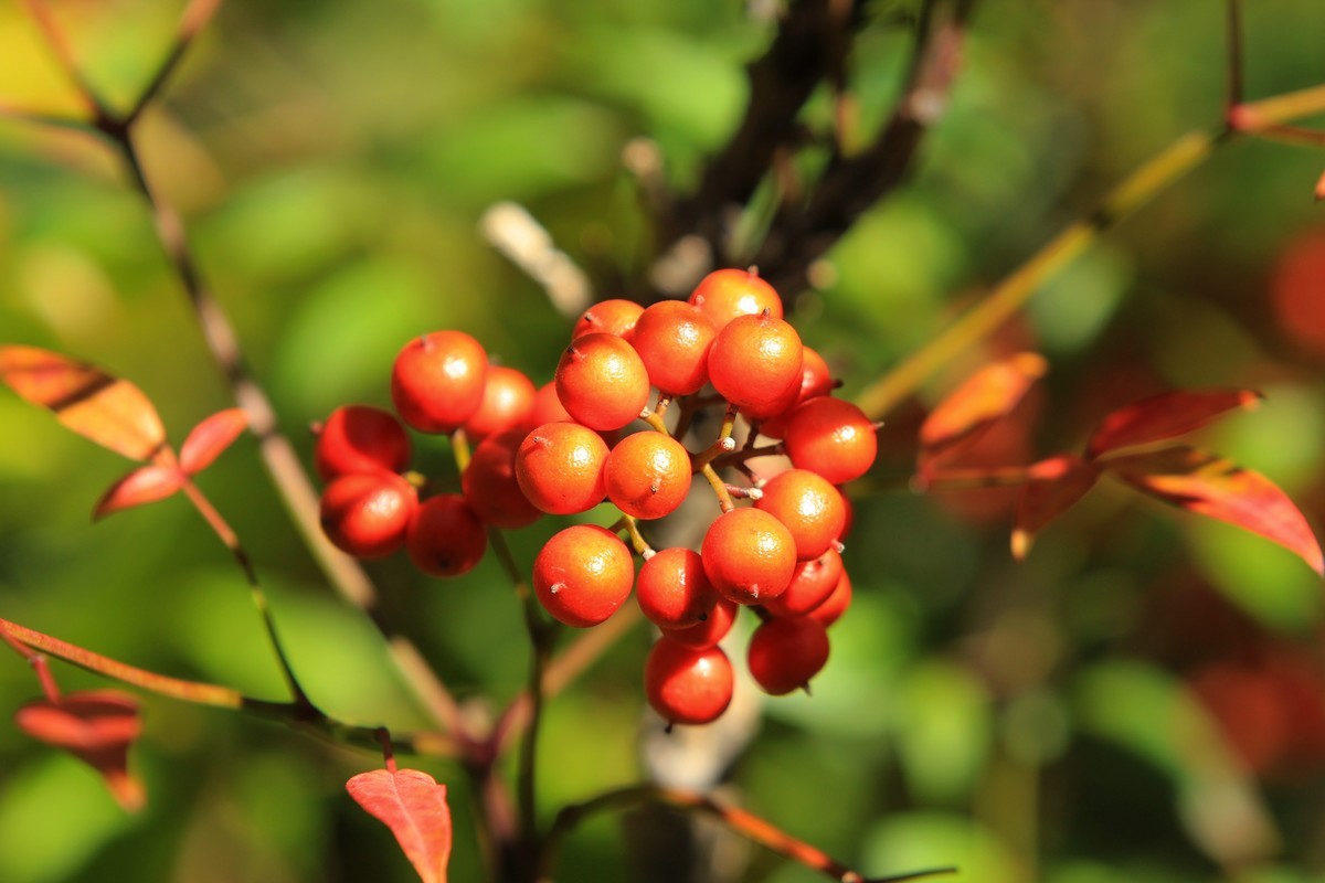 南天竹果子（3）