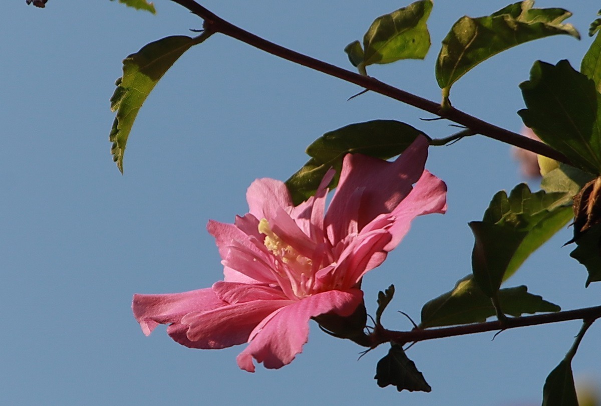 关东百花园（342）——木槿花