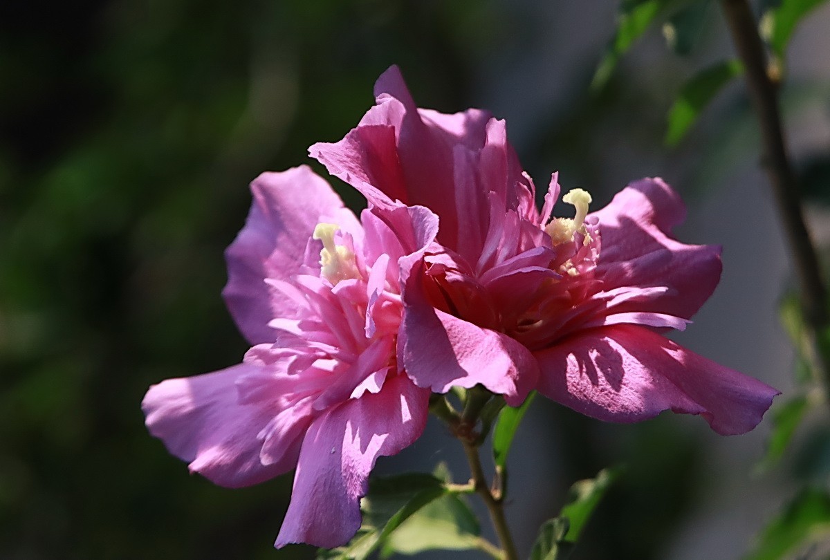 关东百花园（342）——木槿花