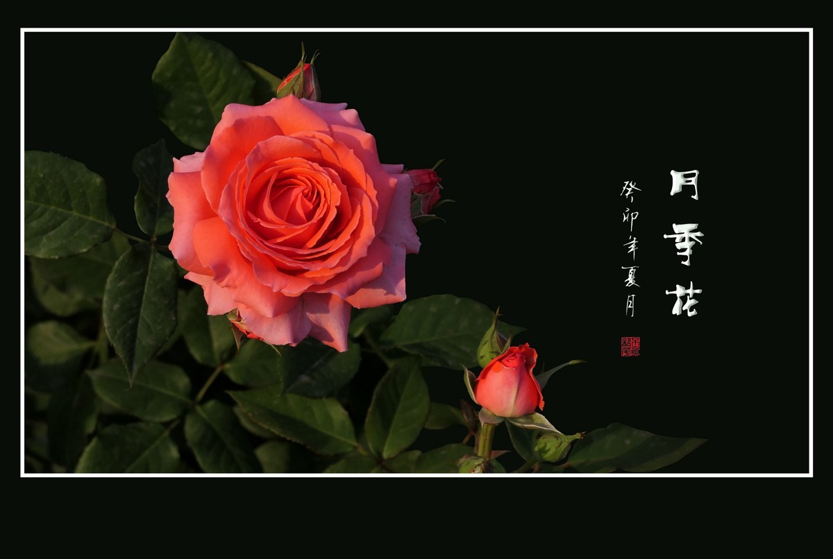 鲜艳漂亮的月季花
