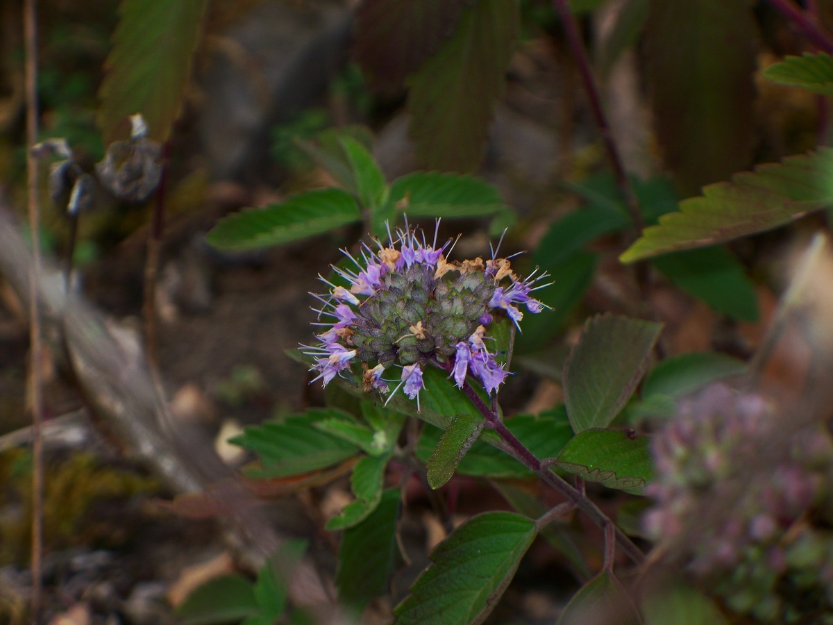 花儿为什么那样红