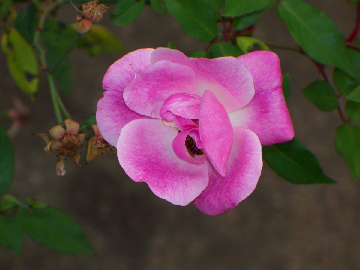 花儿为什么那样红