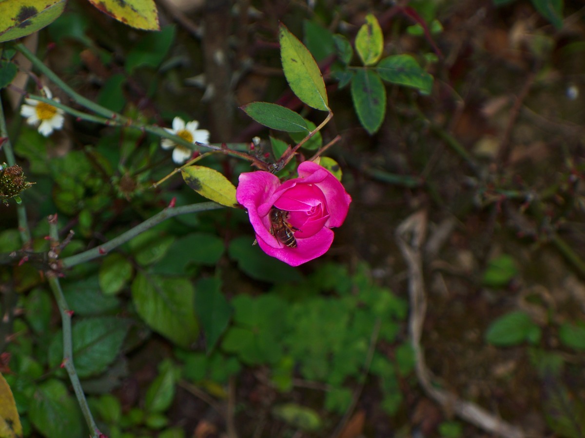 花儿为什么那样红
