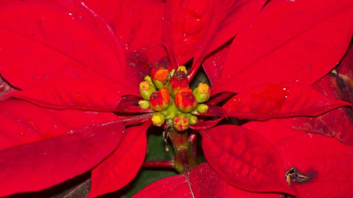 花儿为什么那样红