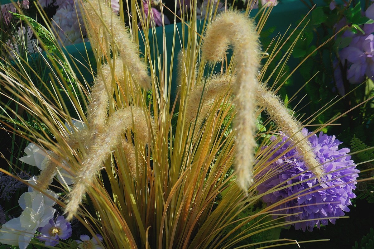 小莱卡小拍菊花展