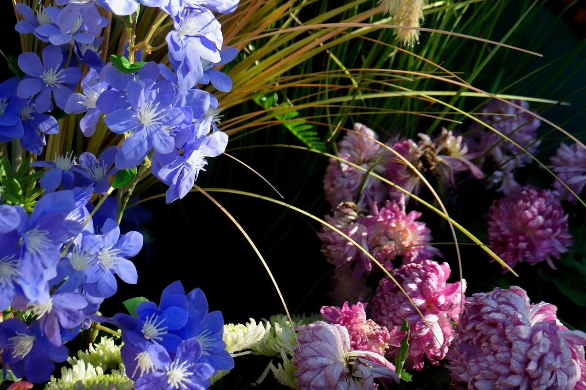 小莱卡小拍菊花展