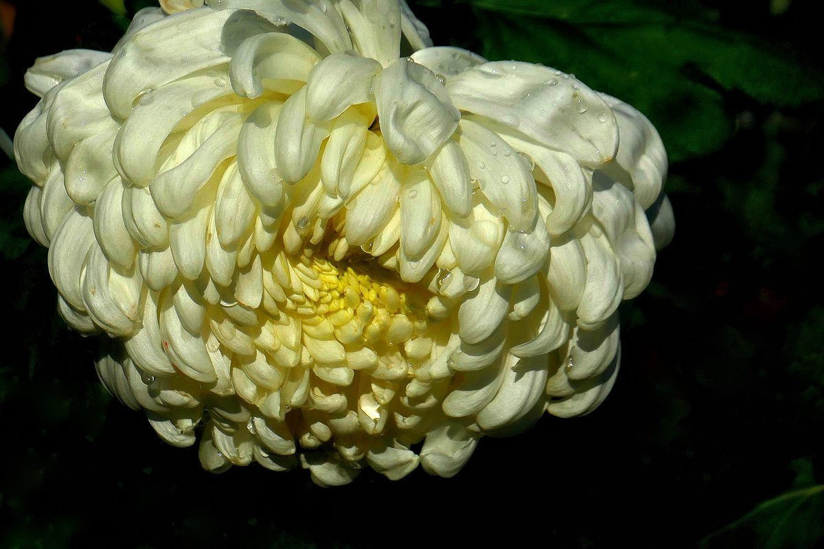 小莱卡小拍菊花展