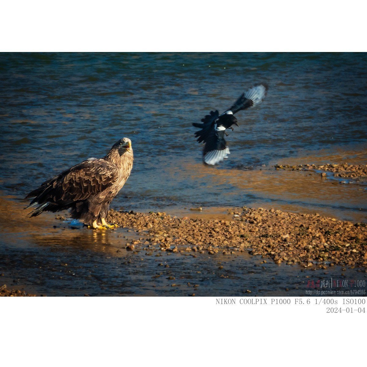 白尾海雕：“喜鹊，你把老大当空气吗？”