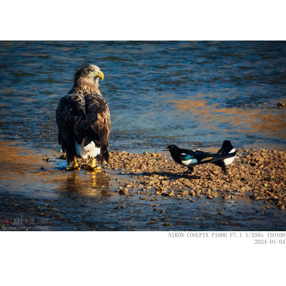 白尾海雕：“喜鹊，你把老大当空气吗？”